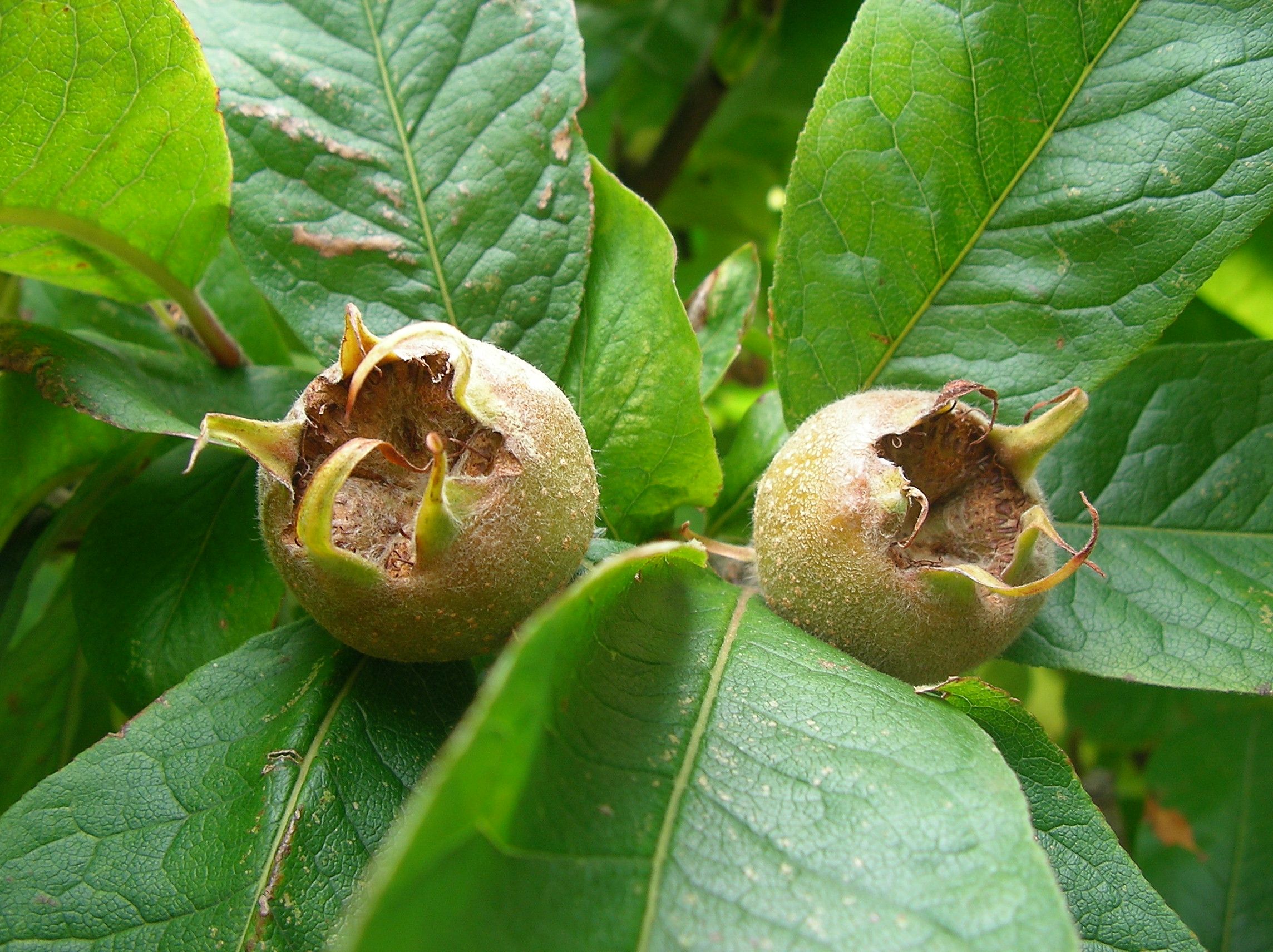 Mespilus germanica